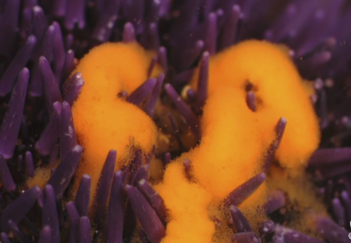 La fécondation chez l'Oursin - Les produits génitaux - extrait - gryphea.com